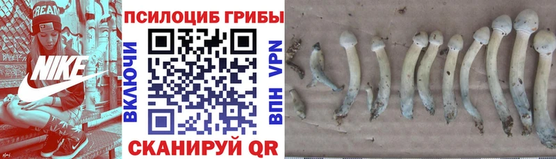 Псилоцибиновые грибы Psilocybe Омск
